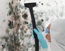 Best Black Mold Removal  in Dresden, OH